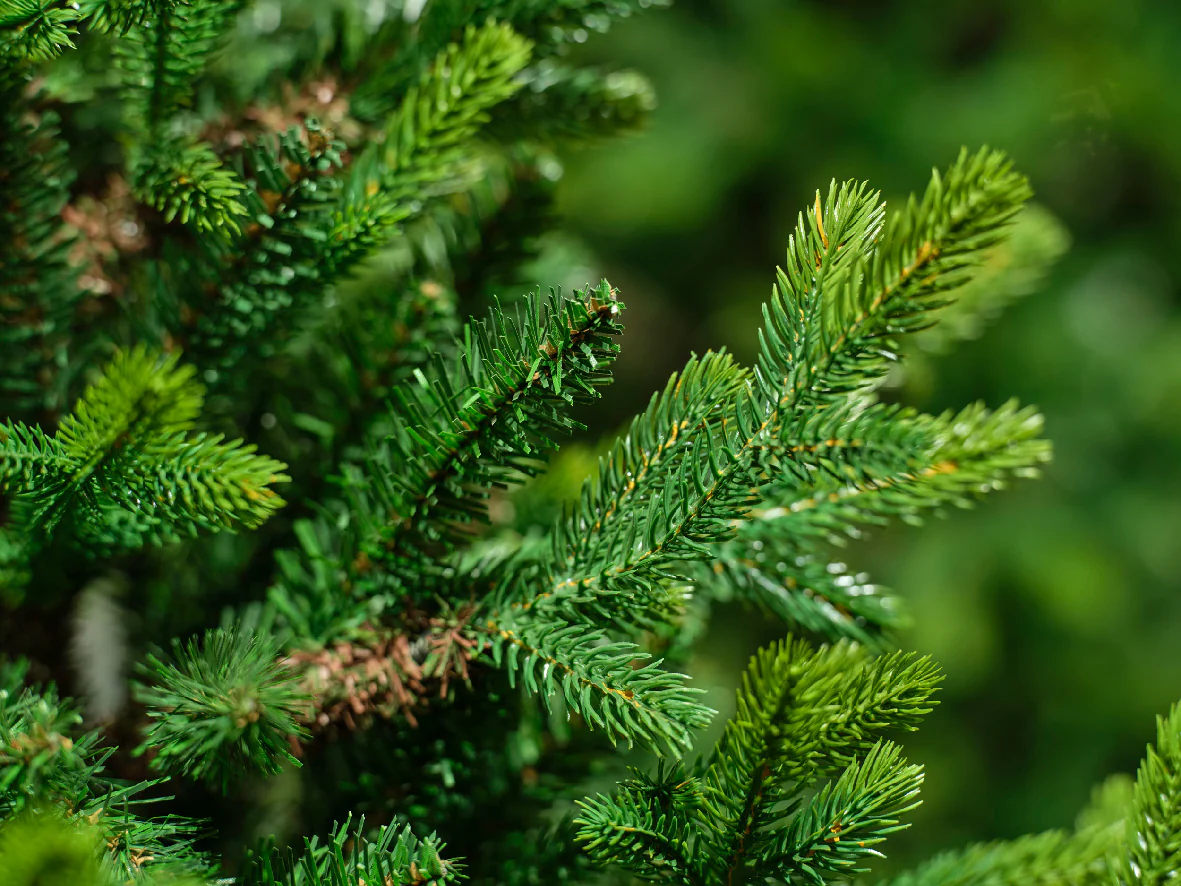 Everlands Queensland Fir Artificial Christmas Tree - Image 3