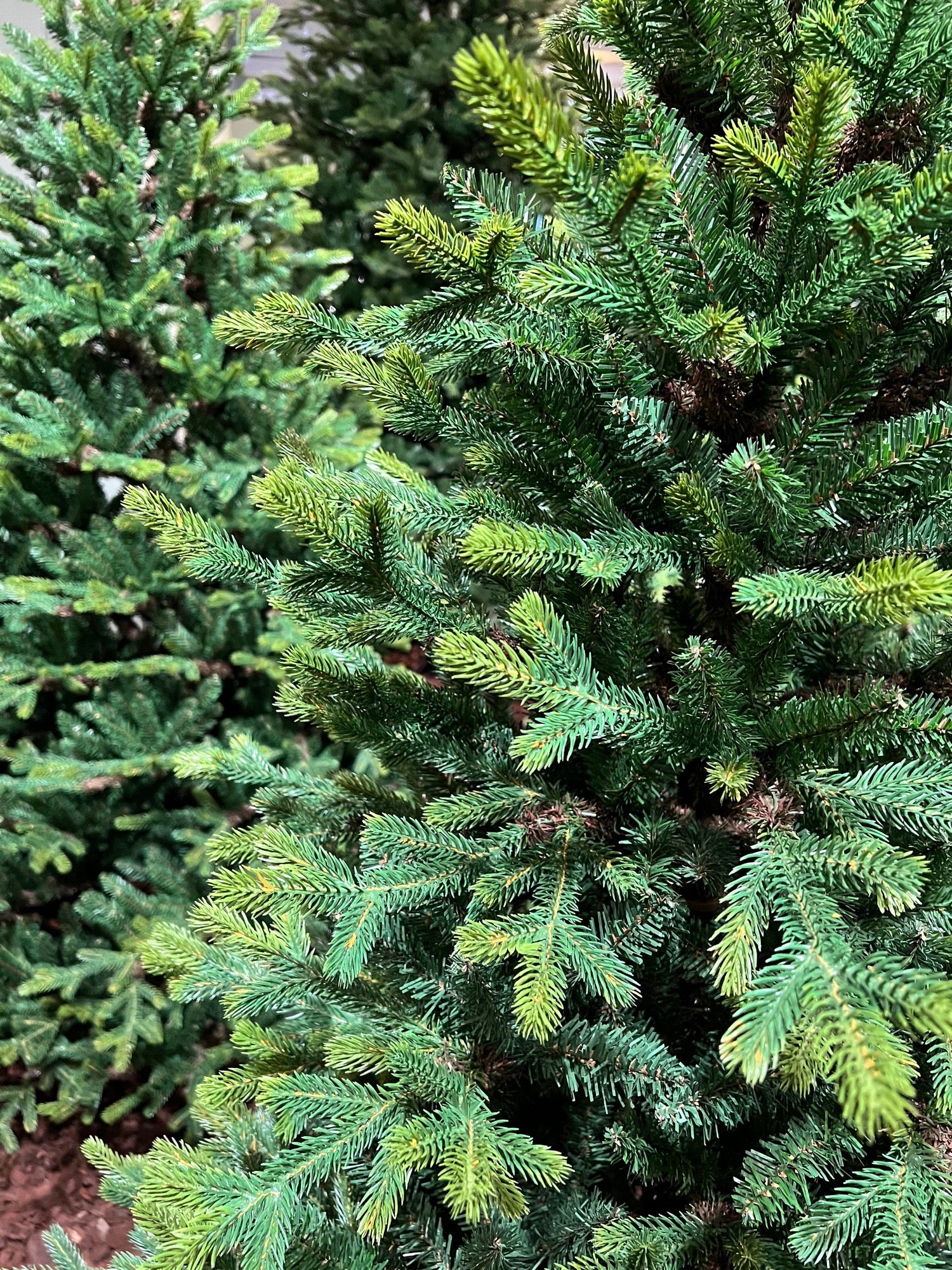 Everlands Queensland Fir Artificial Christmas Tree - Image 6